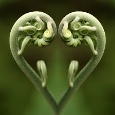 Heart-fern-spirals